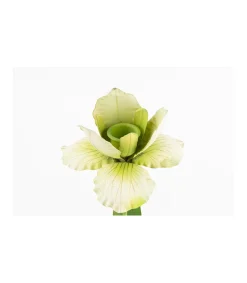 Portavelas Iris 12x11.5x29cm Love&home